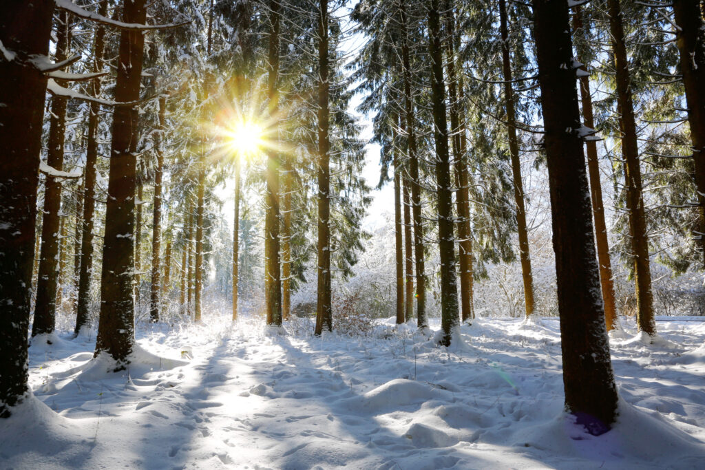 Sun in winter