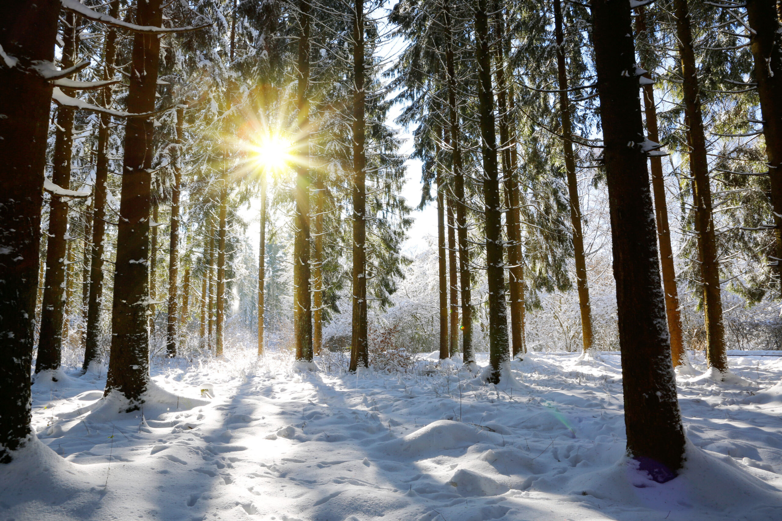 Sun in winter